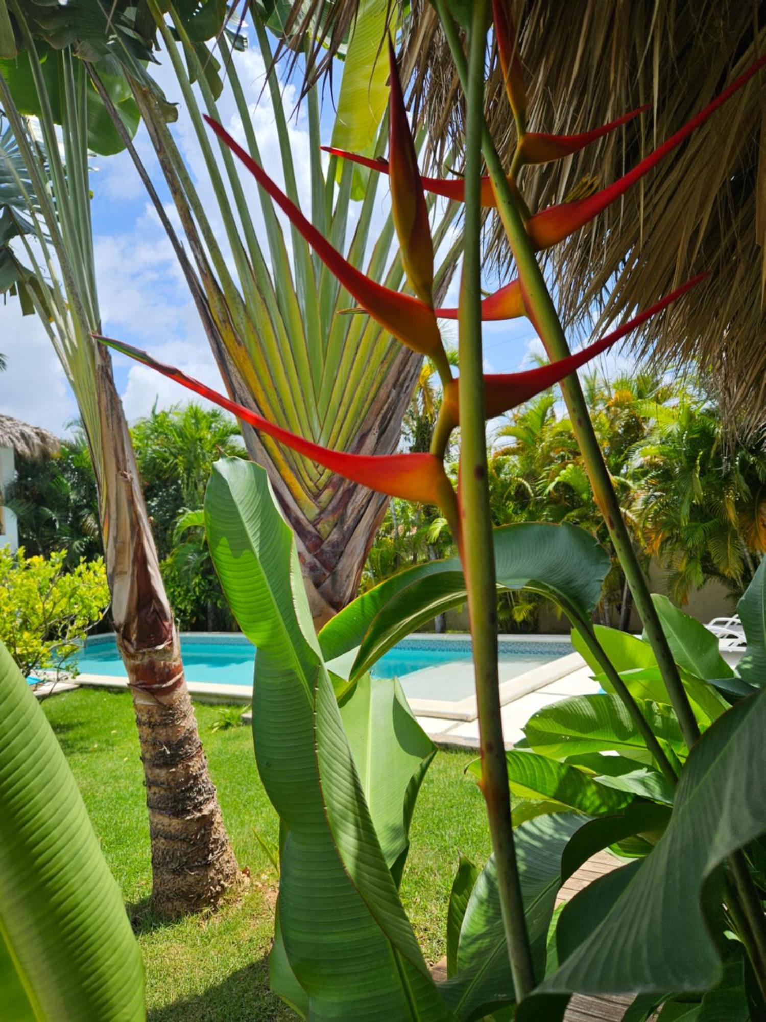 Casa Shambala B&B Las Terrenas Eksteriør billede